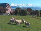 Kaikoura tondeuses en actio