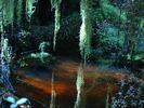 Te Anau foret misterieuse