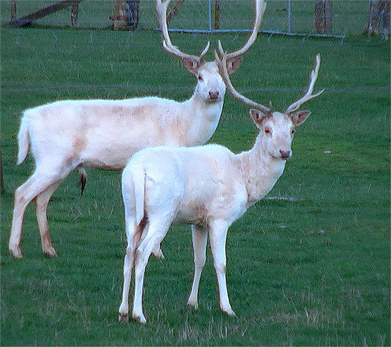 Cerf Albinosse
