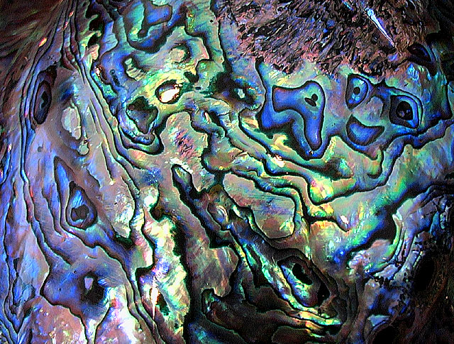 Kaikoura Paua shell detail