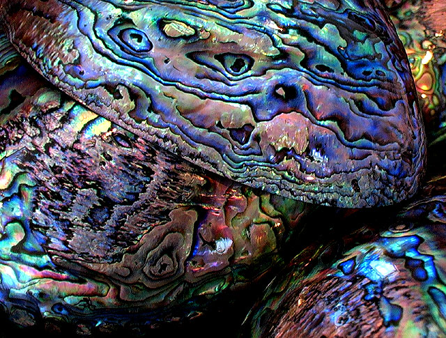 Kaikoura Southern Paua shell