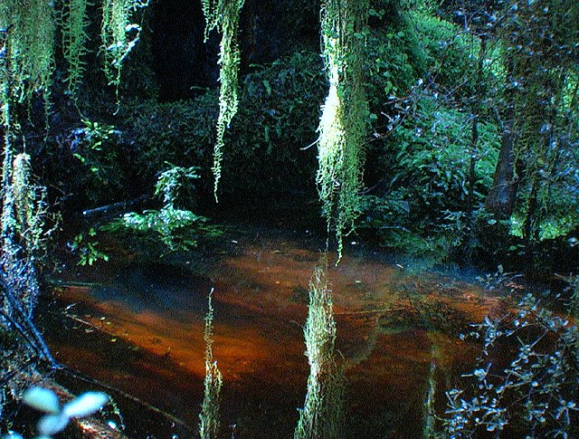 Te Anau foret misterieuse