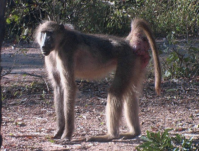 Baboon