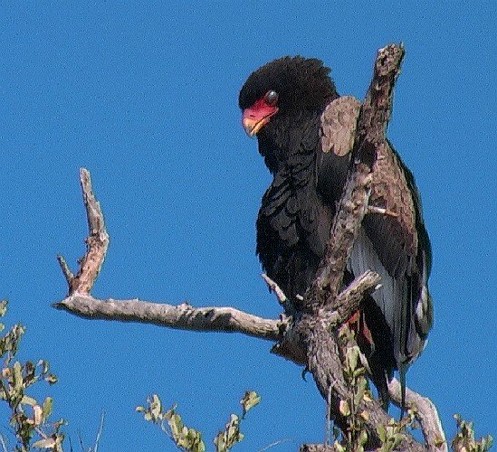 Bateleur