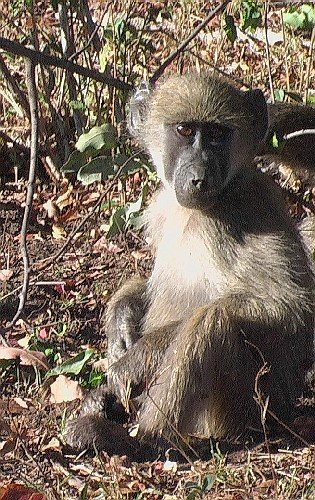 Bebe Baboon