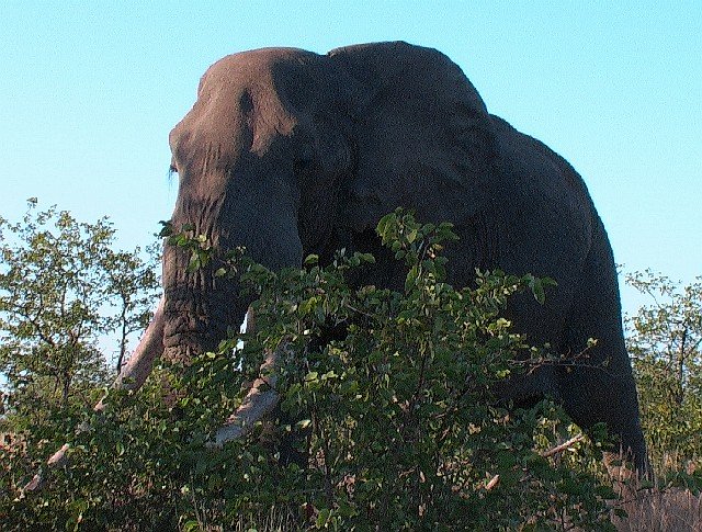 Big Elephant