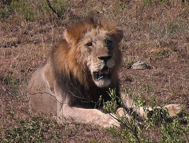 Lion au repos