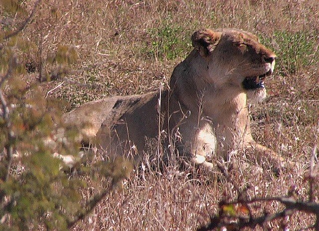 Lionne