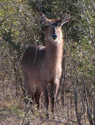 Nyala