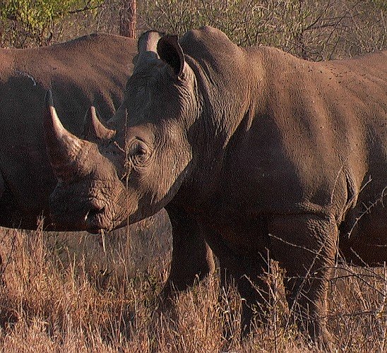 Rhino