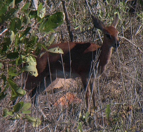 Steenbok