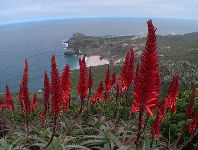Cap Town le Cap de bonne esperance