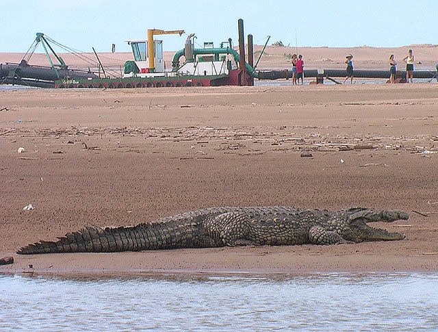 ST Lucia Croco sur la plage