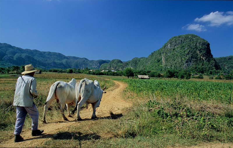 going_in_the_fields
