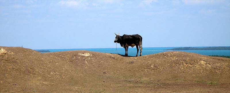 the_lost_cow