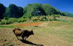 cow_viewpoint