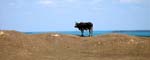 the_lost_cow