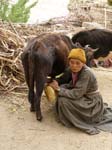 traite_des_vaches