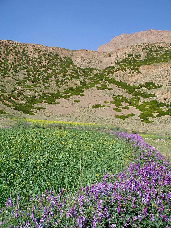 07-colorfull_field