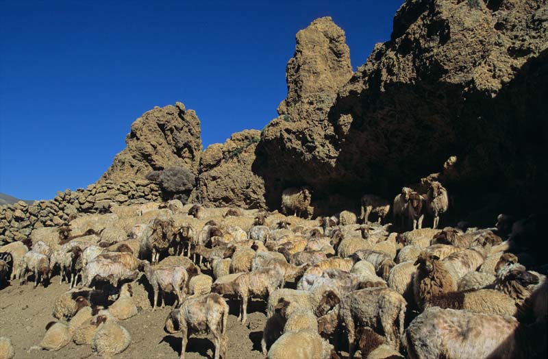 25-mutton_cattle