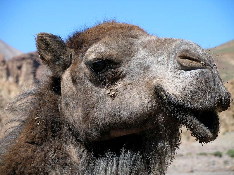 29-kiss_the_camel