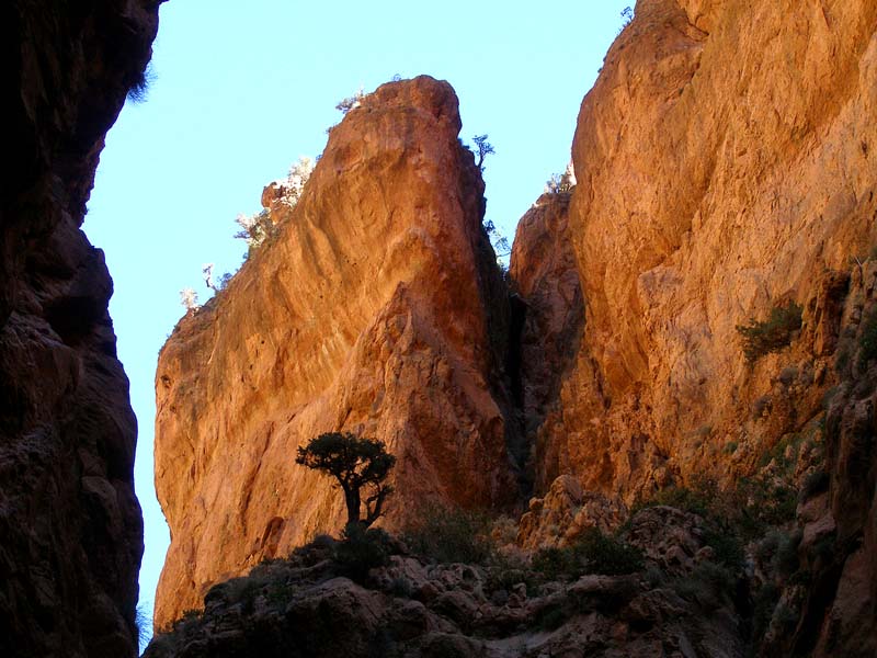 47a--rocks_and_tree