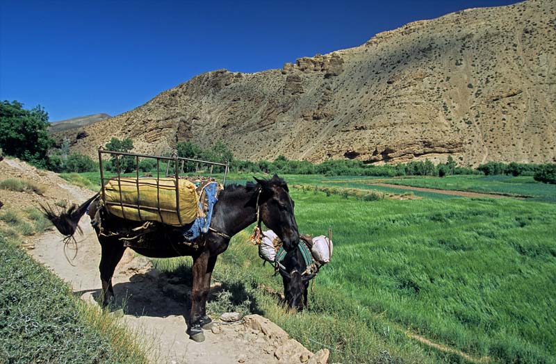 49b-mule_on_the_highway