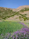 07-colorfull_field