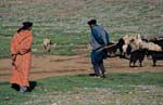 12-berger_berber