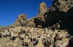 25-mutton_cattle