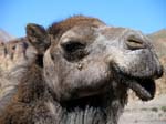 29-kiss_the_camel