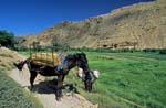 49b-mule_on_the_highway