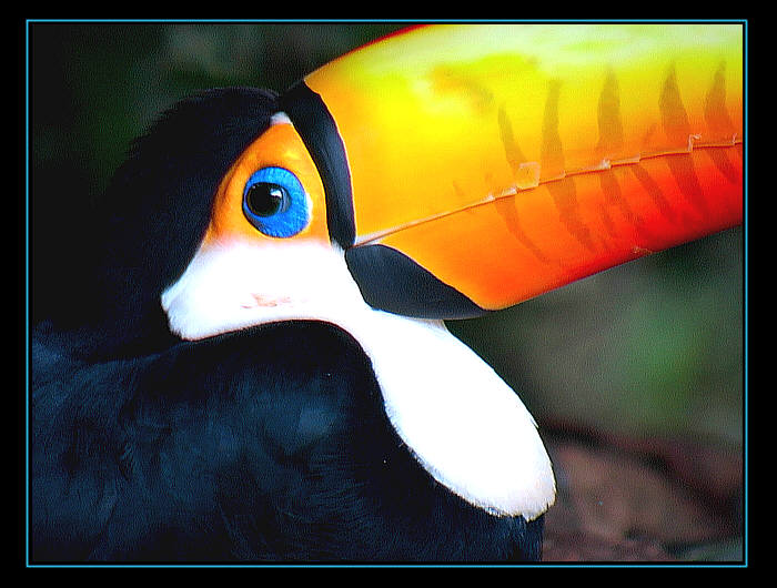 Grand Toucan