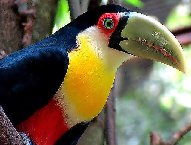 Green beak Toucan
