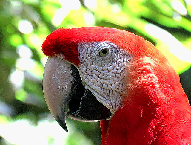 Tame Macaw red