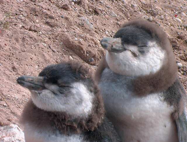 baby penguin