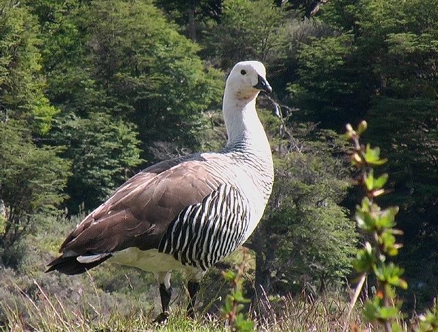 ARG canard de Patagonie