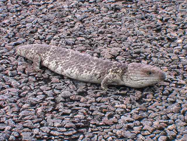 AUS blue tongue lizard