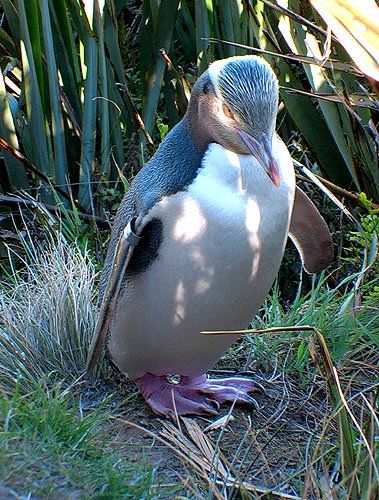 NZ Yellow eyed penguin
