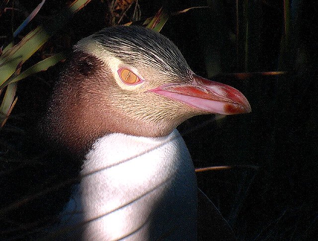NZ Yellow eyed penguin head
