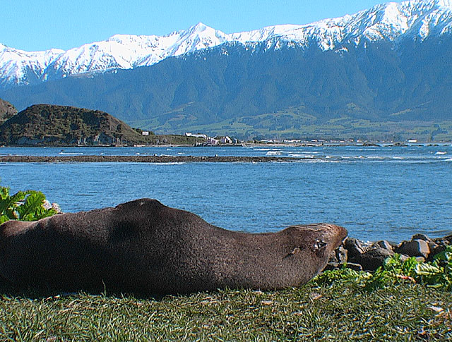 NZ seal in paradise