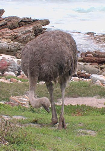 SA Autruche sauvage