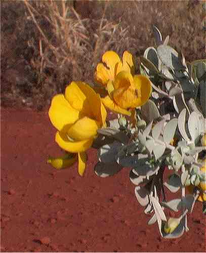 AUS Blunt leaved cassia