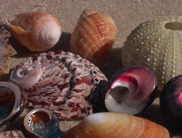 NAM detail de coquillages