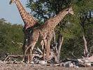 Giraffes dansantes