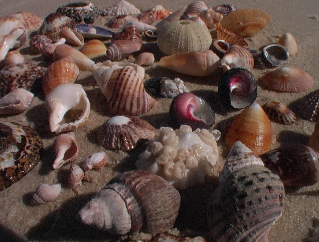 Coquillages namibiens