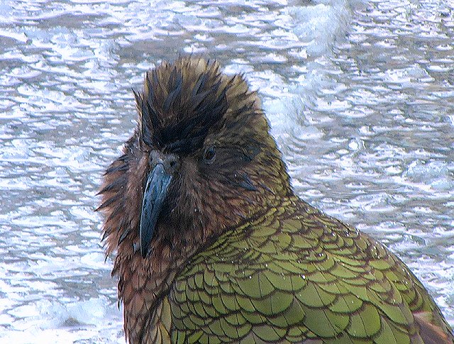 Milford sound kea